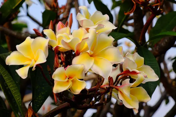 Gruppo Fiori Gialli Bianchi Rosa Frangipani Plumeria Fiori Frangipani Bianchi — Foto Stock