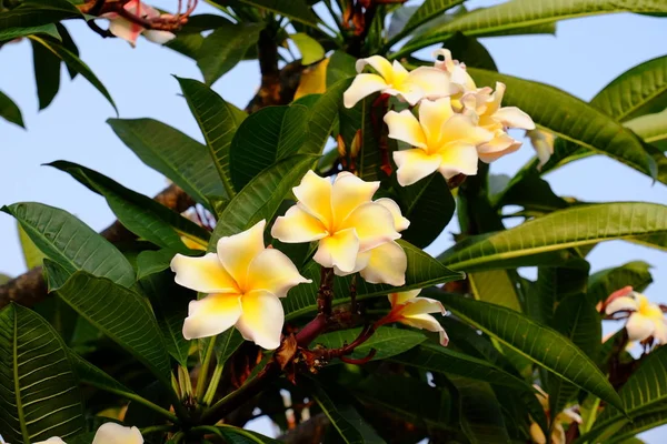 Группа Желтых Белых Розовых Цветов Frangipani Plumeria Белые Желтые Цветы — стоковое фото