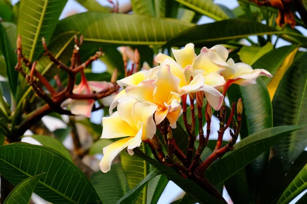 Grupa Żółtych Białych Różowych Kwiatów Frangipani Plumeria Białe Żółte Kwiaty — Zdjęcie stockowe