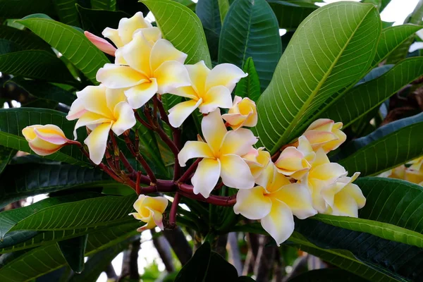 Belles Fleurs Plumeria Dans Jardin — Photo