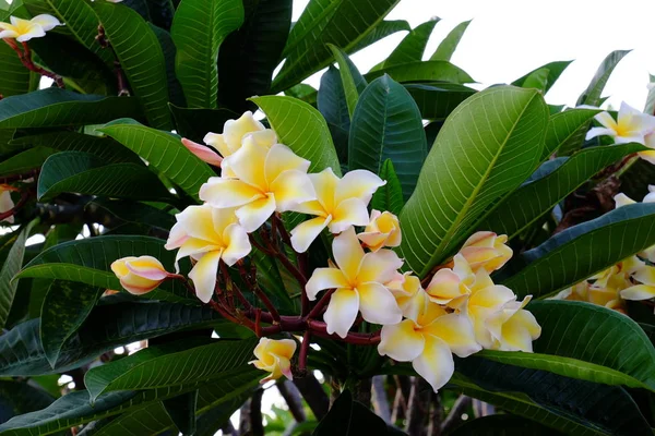 Grupo Flores Amarelas Brancas Rosa Frangipani Plumeria Flores Brancas Amarelas — Fotografia de Stock