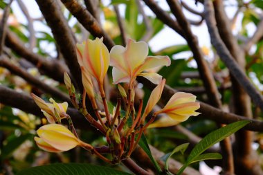 group of yellow white and pink flowers (Frangipani, Plumeria) White and yellow frangipani flowers with leaves in background.Plumeria flower blooming 