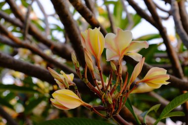 Bahçedeki güzel tesisat çiçekleri
