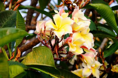 group of yellow white and pink flowers (Frangipani, Plumeria) White and yellow frangipani flowers with leaves in background.Plumeria flower blooming 