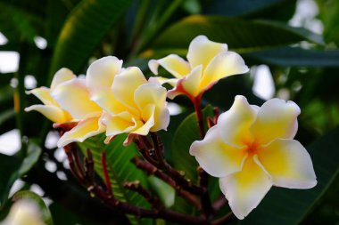 group of yellow white and pink flowers (Frangipani, Plumeria) White and yellow frangipani flowers with leaves in background.Plumeria flower blooming 