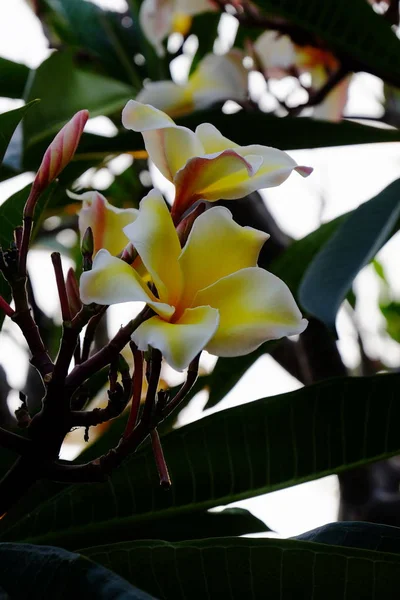 Krásné Plumeria Květiny Zahradě — Stock fotografie