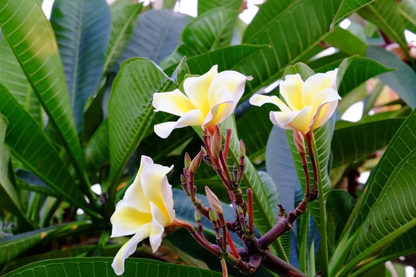 Belles Fleurs Plumeria Dans Jardin — Photo