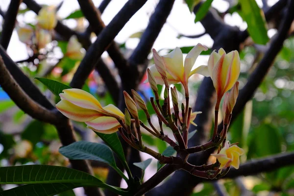 Hermosas Flores Plumeria Jardín — Foto de Stock