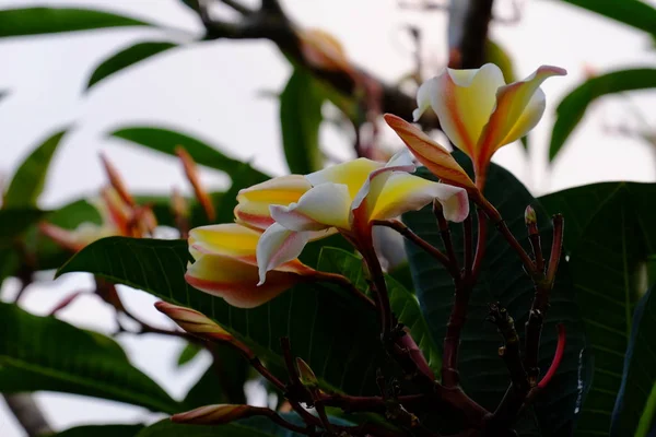 Csoport Sárga Fehér Rózsaszín Virágok Frangipani Plumeria Fehér Sárga Frangipani — Stock Fotó