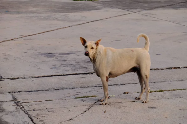 Бездомная Собака Гуляющая Городу — стоковое фото