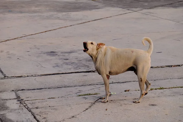 Homeless Dog Walking City — Stock Photo, Image