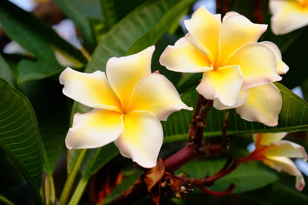 Группа Желтых Белых Розовых Цветов Frangipani Plumeria Белые Желтые Цветы — стоковое фото