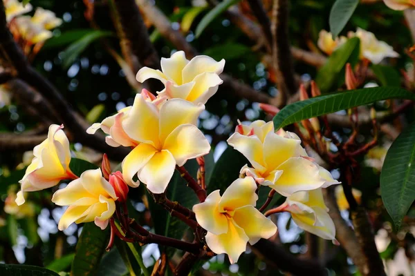 Група Жовтих Білих Рожевих Квітів Frangipani Plumeria Білі Жовті Квітки — стокове фото