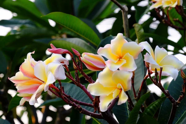 Группа Желтых Белых Розовых Цветов Frangipani Plumeria Белые Желтые Цветы — стоковое фото