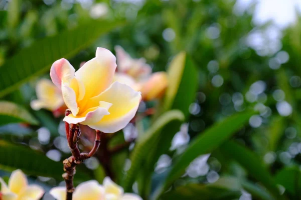 Група Жовтих Білих Рожевих Квітів Frangipani Plumeria Білі Жовті Квітки — стокове фото