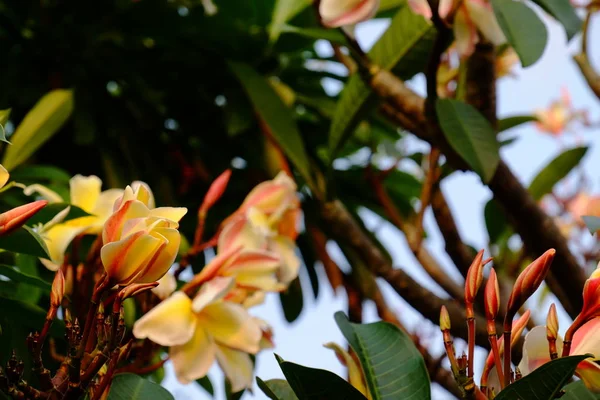 Group Yellow White Pink Flowers Frangipani Plumeria White Yellow Frangipani — ストック写真