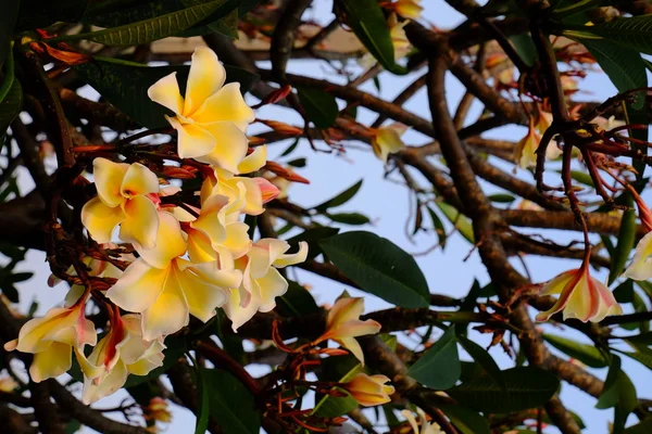 Группа Желтых Белых Розовых Цветов Frangipani Plumeria Белые Желтые Цветы — стоковое фото