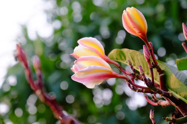 Groupe Fleurs Jaunes Blanches Roses Frangipani Plumeria Fleurs Blanches Jaunes — Photo