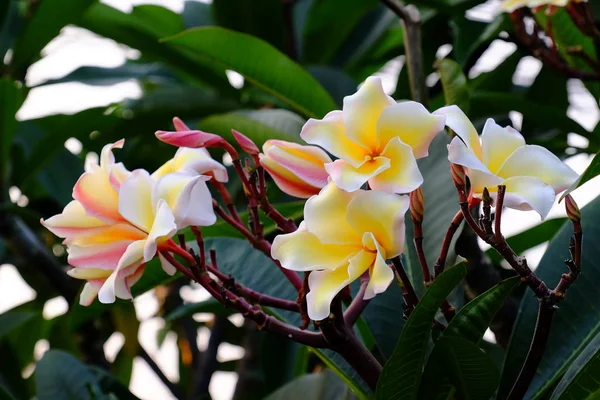 Groep Gele Witte Roze Bloemen Frangipani Plumeria Witte Gele Frangipani — Stockfoto