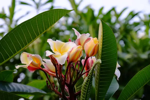 Grupo Flores Amarelas Brancas Rosa Frangipani Plumeria Flores Brancas Amarelas — Fotografia de Stock