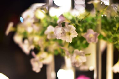 Siyah arkaplanda beyaz çiçekler 