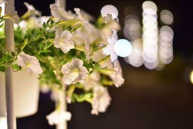 Geceleri bahçede beyaz çiçekler