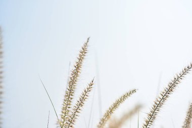 Tarlada uzun beyaz çimenler