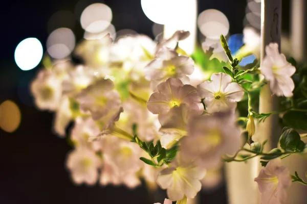 Flores Blancas Jardín Por Noche — Foto de Stock