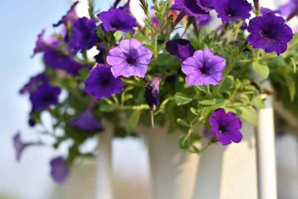 Schöne Blumen Grünen Garten — Stockfoto