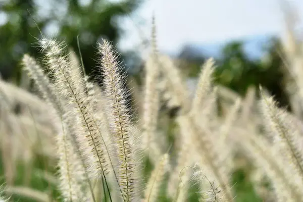 畑の背の高い白い草 — ストック写真