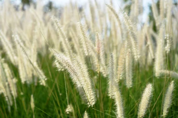 畑の背の高い白い草 — ストック写真