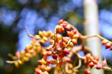 Small ripe betel nut