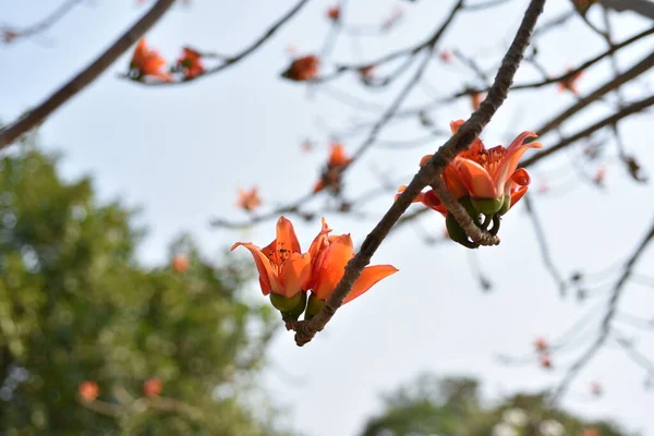 Belles Fleurs Sur Les Branches Des Arbres — Photo