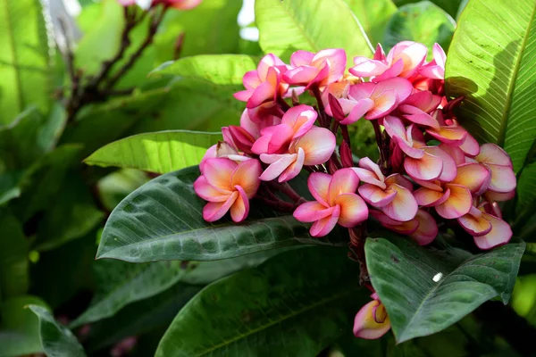 Plumeria Flower Blooming Beautiful Flowers Garden Blooming Summer — Stok fotoğraf