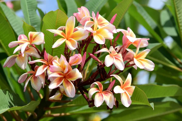 Plumeria Flor Florescer Lindas Flores Jardim Blooming Verão — Fotografia de Stock