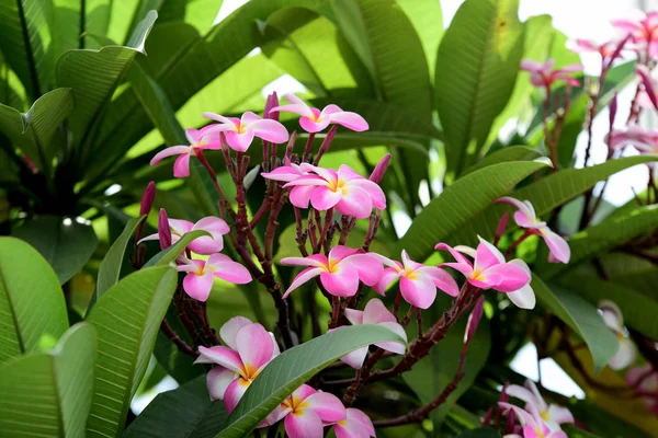 Plumeria Flower Blooming Beautiful Flowers Garden Blooming Summer — 图库照片