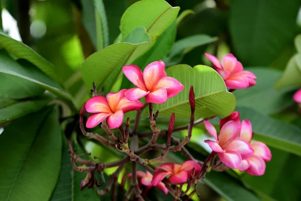 Цветоносы Plumeria Саду Цветение Летом — стоковое фото