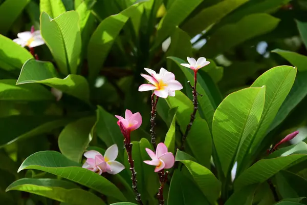 Hermosas Flores Jardín Floreciendo Verano Jardín Formal Paisajeado — Foto de Stock