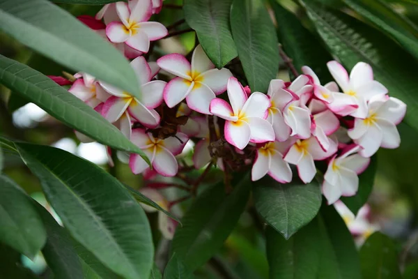 Vackra Blommor Trädgården Blommande Sommaren Anlagd Formell Trädgård — Stockfoto