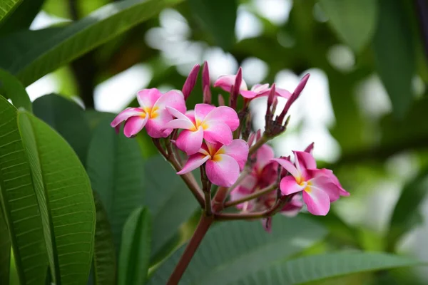 Belles Fleurs Dans Jardin Floraison Été Paysager Jardin Formel — Photo