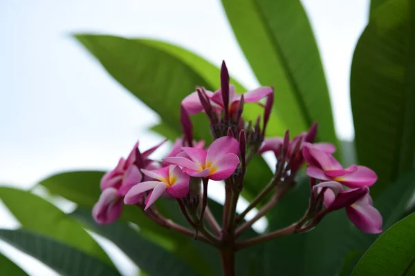 Schöne Blumen Garten Die Sommer Blühen — Stockfoto