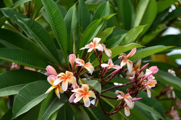 Belles Fleurs Dans Jardin Floraison Été Paysager Jardin Formel — Photo