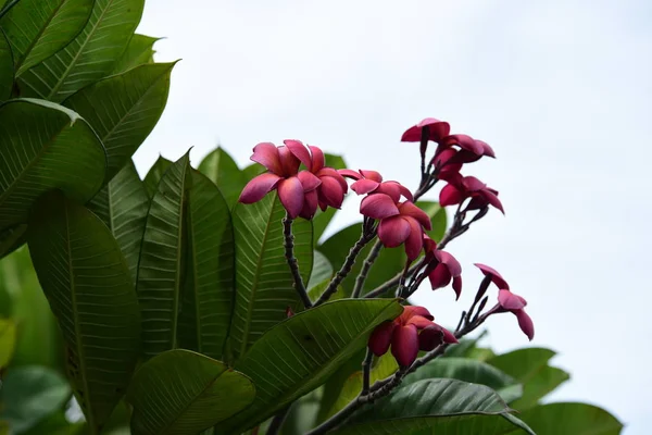 Vackra Blommor Trädgården Blommande Sommaren Anlagd Formell Trädgård — Stockfoto