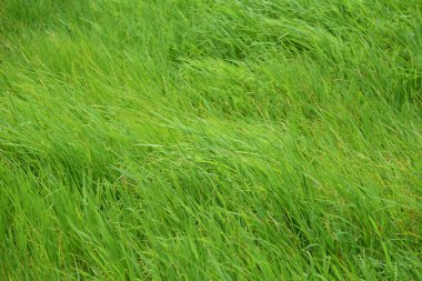 Yeşil alan arkaplan resmi olarak kullanılır.