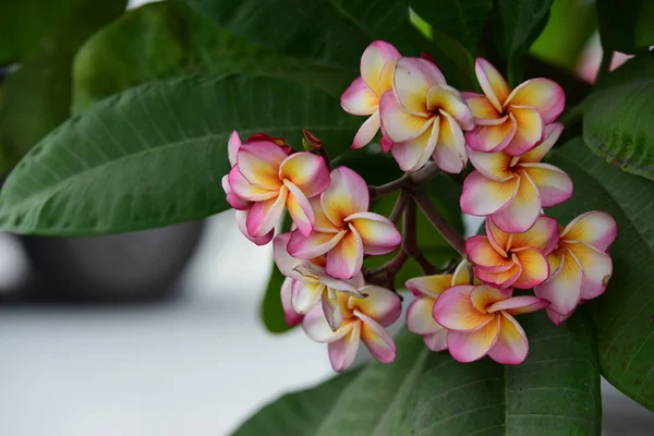 Belles Fleurs Dans Jardin Floraison Été Paysager Jardin Formel — Photo