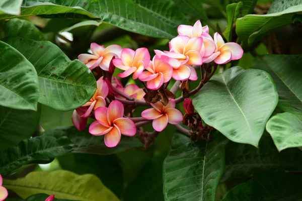 Vackra Blommor Trädgården Blommande Sommaren Anlagd Formell Trädgård — Stockfoto