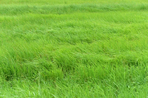 Campo Verde Utiliza Como Imagen Fondo — Foto de Stock