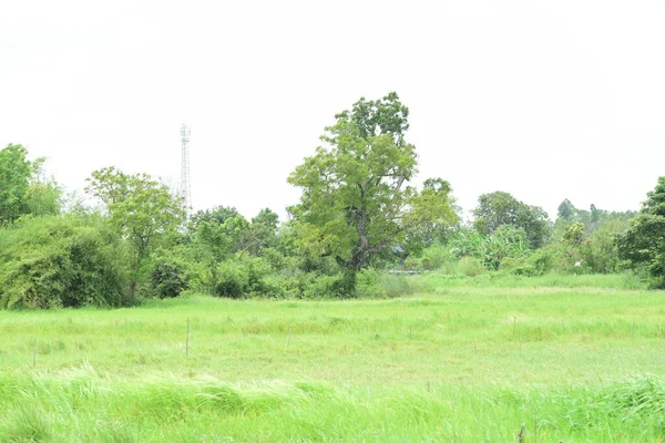 Het Groene Veld Wordt Gebruikt Als Achtergrond Afbeelding — Stockfoto