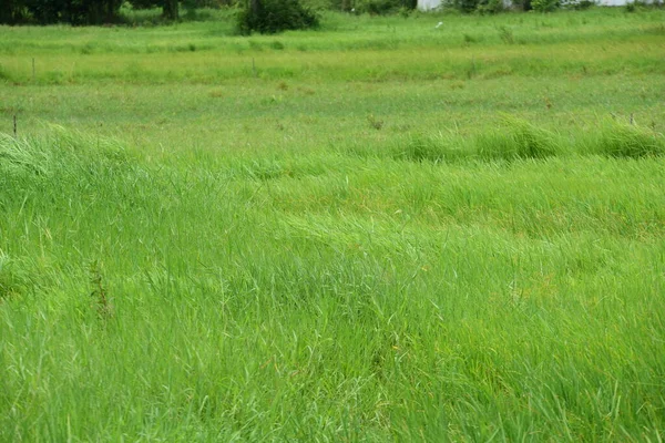 Campo Verde Usado Como Uma Imagem Fundo — Fotografia de Stock