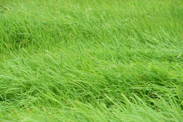 Campo Verde Viene Utilizzato Come Immagine Sfondo — Foto Stock